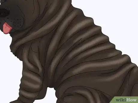 Image titled Identify a Shar‐Pei Step 10