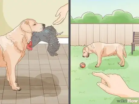 Image titled Select a Labrador Retriever Step 5