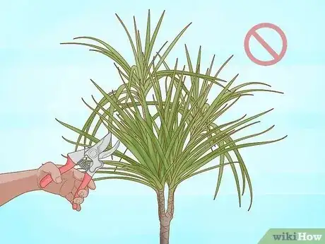 Image titled Prune Dracaena Step 9