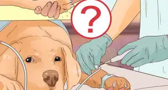 Determine if You Should Euthanize Your Dog