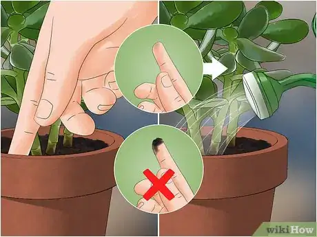 Image titled Get Rid of Gnats Step 11