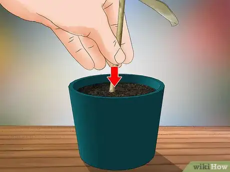 Image titled Grow Jasmine from Cuttings Step 9