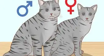 Determine the Sex of a Kitten