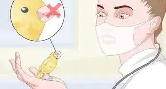 Keep a Canary Groomed