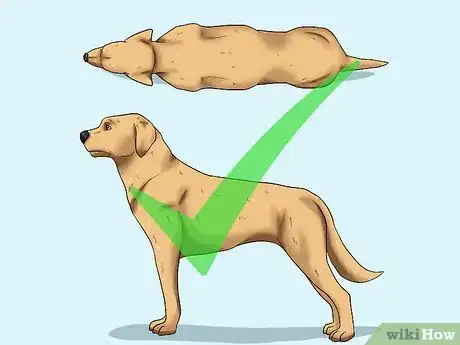 Image titled Help Your Dog Lose Weight Step 1