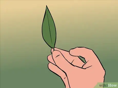 Image titled Dry Bay Leaves Step 4