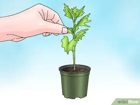 Image titled Root Chrysanthemum Cuttings Step 11