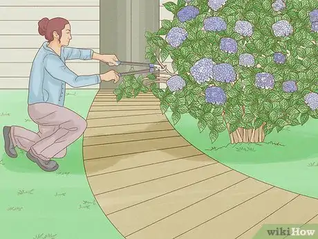 Image titled Keep Hydrangeas Small Step 1