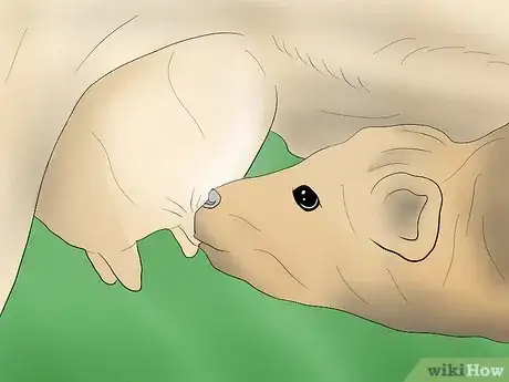 Image titled Help a Cow Give Birth Step 8