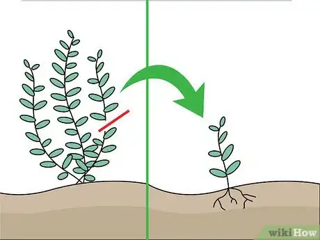 Image titled Grow Freshwater Aquarium Plants Step 4