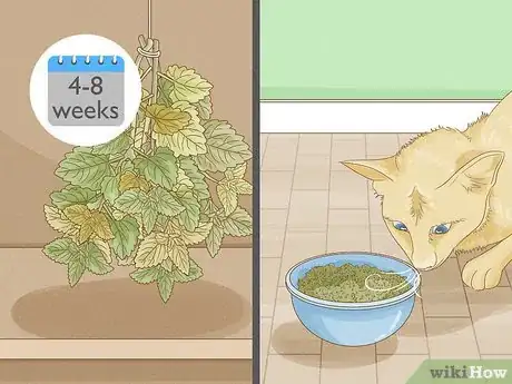 Image titled Dry Fresh Grown Catnip Step 5