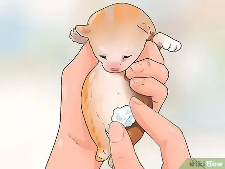 Image titled Take Care of Premature Newborn Kittens Step 14