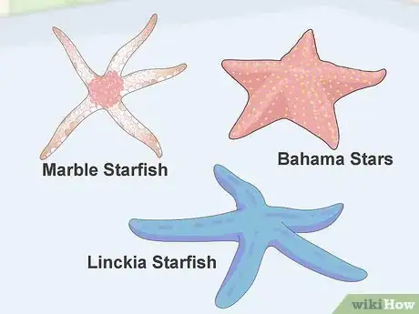 Image titled Acclimate Starfish Step 14