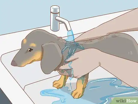 Image titled Take Care of a Dachshund Step 11