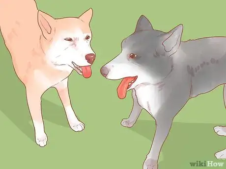 Image titled Encourage Dogs to Mate Naturally Step 10