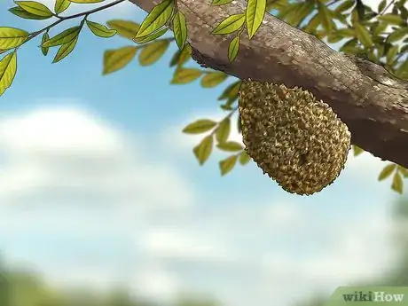 Image titled Get Rid of a Beehive Step 1