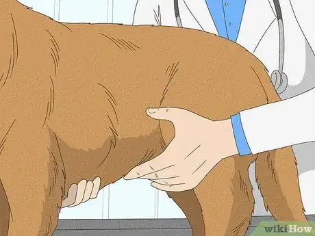 Image titled Tell if a Dog Is Pregnant Step 8