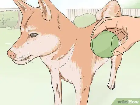 Image titled Identify a Shiba Inu Step 11