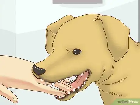 Image titled Get Your Dog to Stop Play Biting Step 1