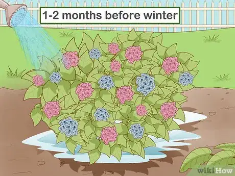 Image titled Prepare Hydrangeas for Winter Step 3