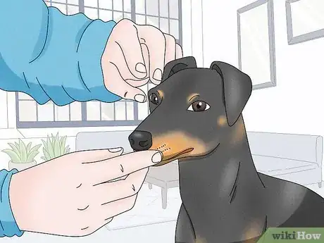 Image titled Identify a Manchester Terrier Step 7