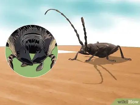 Image titled Identify Beetles Step 2