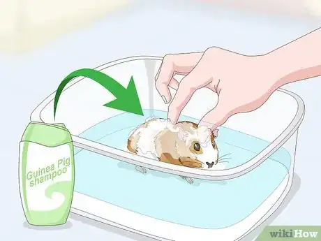 Image titled Bathe a Guinea Pig Step 15