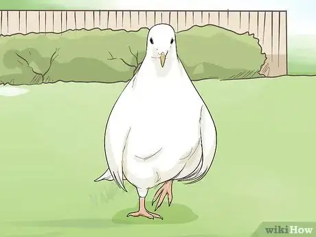 Image titled Keep Doves Entertained Step 1