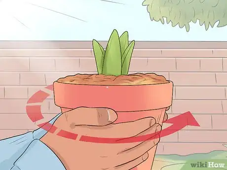 Image titled Prevent Hyacinth Flowers from Flopping Step 5