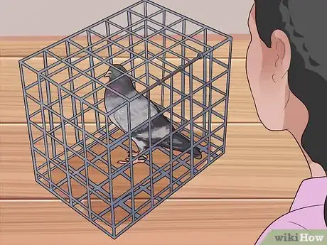 Image titled Hold a Pigeon Step 10