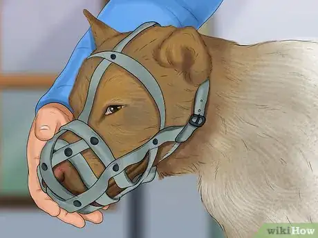 Image titled Stop a Dog from Bleeding Step 6