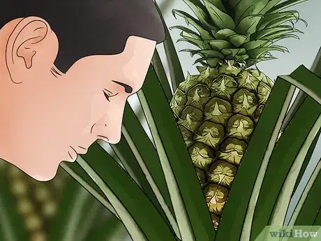 Image titled Harvest Pineapple Step 3