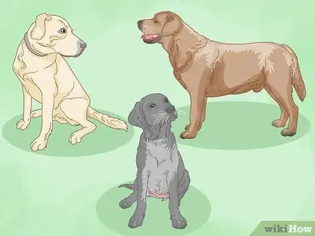 Image titled Select a Labrador Retriever Step 6