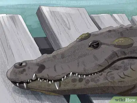 Image titled Tell the Difference Between a Crocodile and an Alligator Step 2