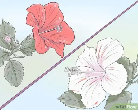 Image titled Plant Hibiscus Step 1