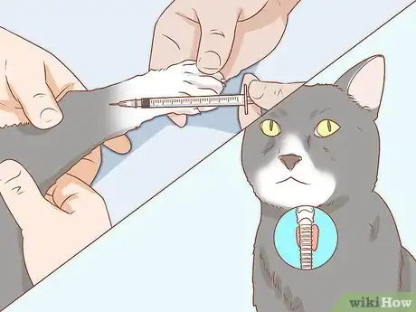 Image titled Diagnose and Treat Hyperesthesia Syndrome in Cats Step 6