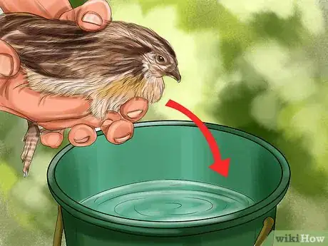 Image titled Bathe a Pet Quail Step 9