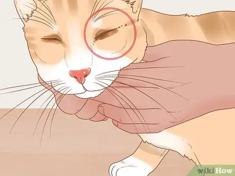 Image titled Protect Your Cat's Eyes Step 9