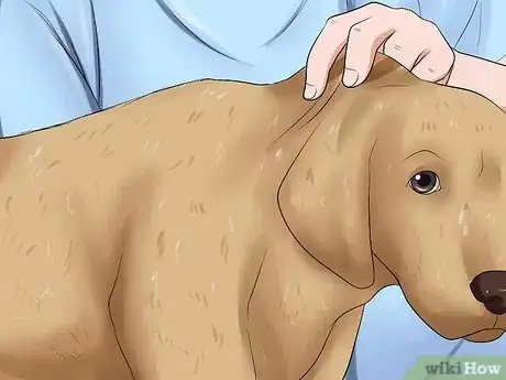 Image titled Determine if a Dog Is Dehydrated Step 2