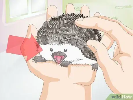 Image titled Bond With Your Hedgehog Step 15