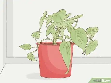 Image titled Grow Philodendron from Cuttings Step 1