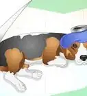 Care for Beagles