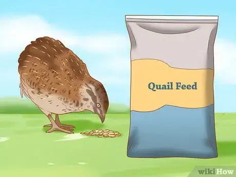 Image titled Get Quails to Lay Eggs Step 6