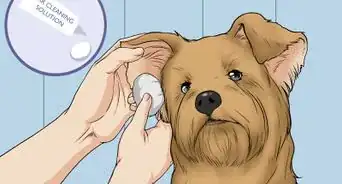 Wash a Dog's Face