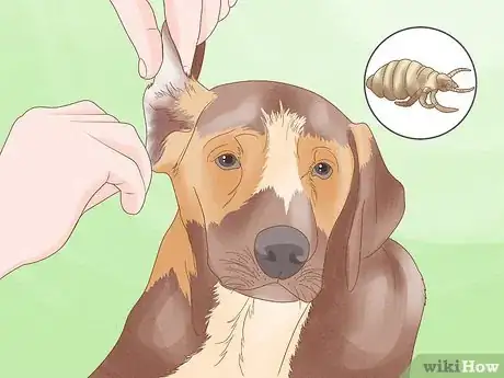 Image titled Diagnose and Treat Your Dog's Itchy Skin Problems Step 15