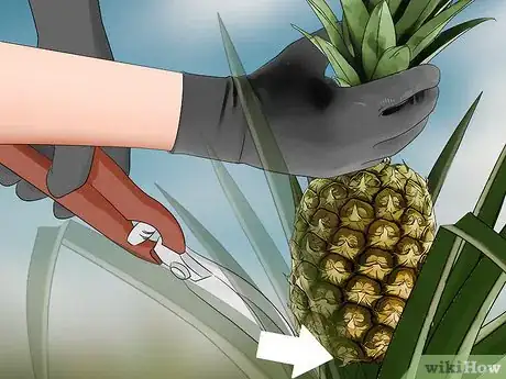 Image titled Harvest Pineapple Step 8