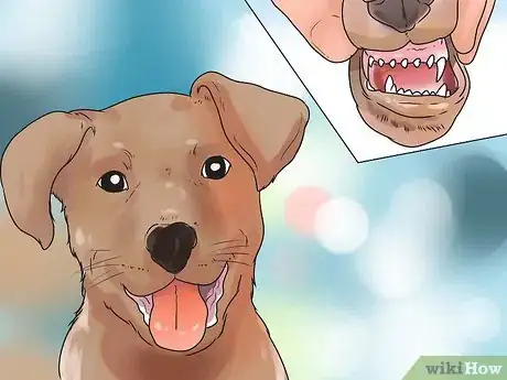 Image titled Determine Your Dog's Age By Its Teeth Step 2