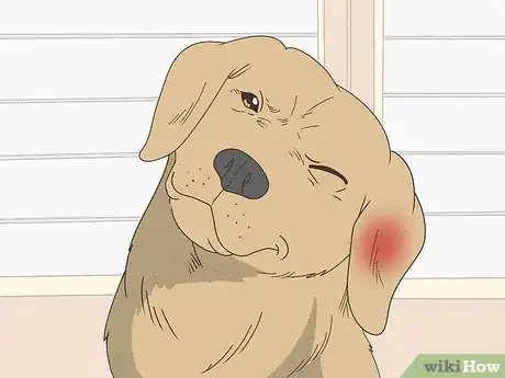 Image titled Treat Aural Hematomas in Dogs Step 4