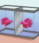 Help a Betta Fish Live Longer