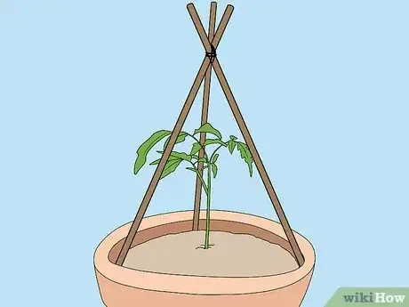 Image titled Support Tomato Plants in Pots Step 9